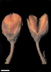 Veronica rivalis. Capsules. Scale = 1 mm.
 Image: W.M. Malcolm © Te Papa CC-BY-NC 3.0 NZ